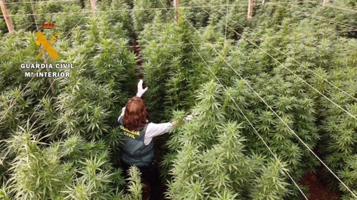 La Guardia Civil interviene 125.000 plantas de cannabis en Almería
