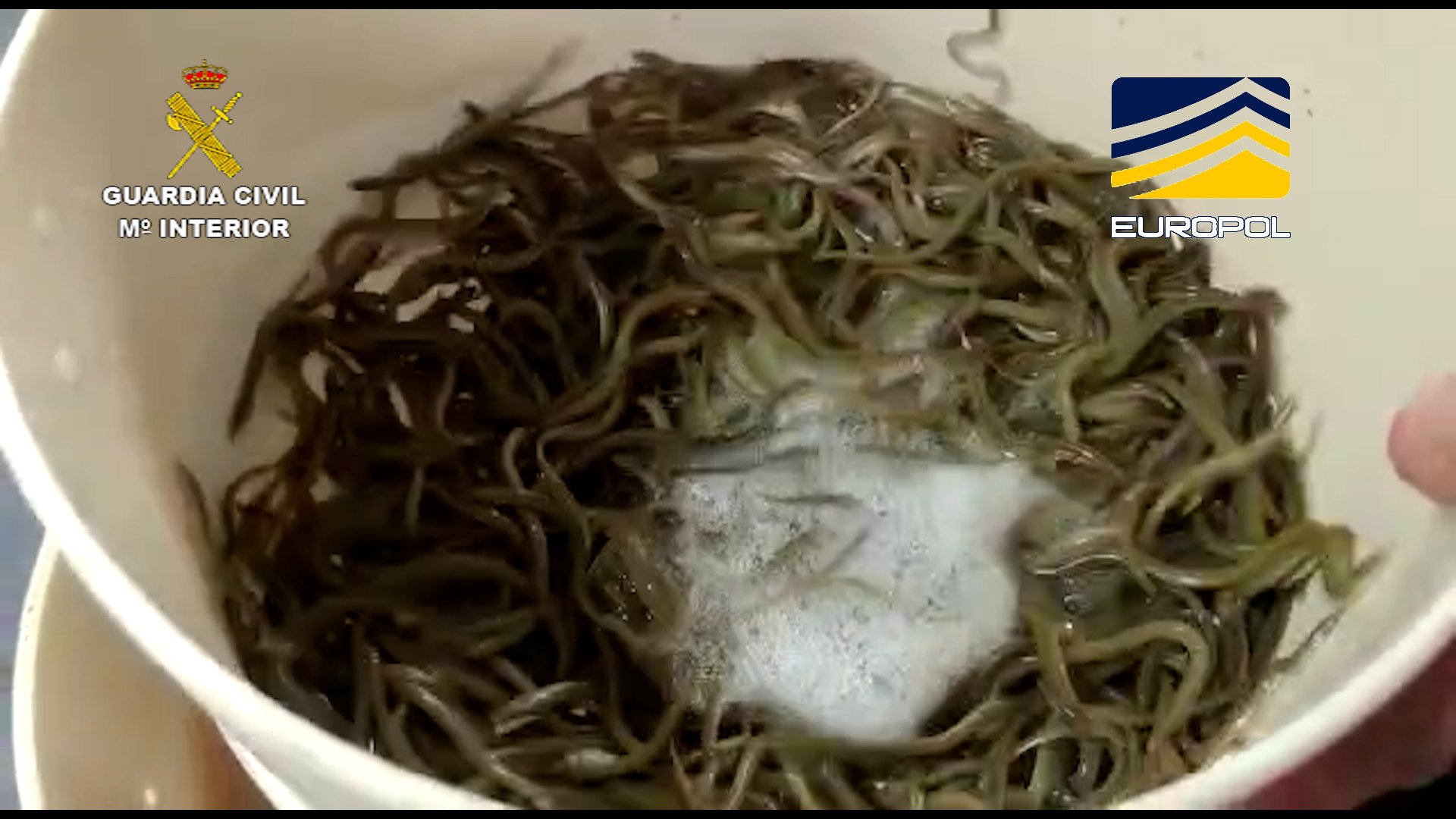 La Guardia Civil devuelve al medio natural 180 kilos de anguila decomisada